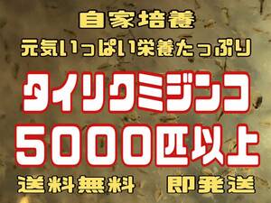 【小さな絆メダカ】自家培養の元気いっぱい栄養たっぷりのタイリクミジンコ約５０００匹以上　観賞魚等のエサに