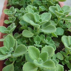 アロマティカス 良い香りのする多肉植物 カット苗