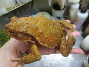 . total production deep-red! leather (*V*)ii!! ultimate beautiful! two ho mhikiga L (*)11~12.!BIG!. frog 