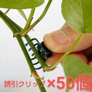 新品/植物用誘引クリップ×50個-