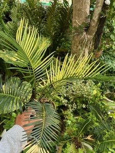 Cycas revoluta variegata フイリソテツ（斑入り蘇鉄）株立ち