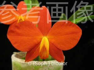 洋蘭 ラン C.(Soph.)bicolor