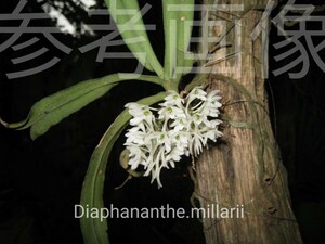 洋蘭 ラン Rhipidoglossum.millarii