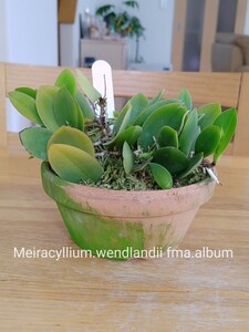 洋蘭 ラン Meiracyllium.wendlandii fma.album【委託品】