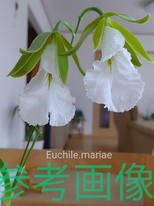 洋蘭 ラン Euchile.Marina