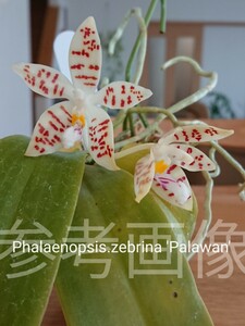 洋蘭 ラン Phalaenopsis 小苗 2株セット！