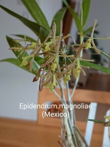 洋蘭 ラン Epidendrum.magnoliae