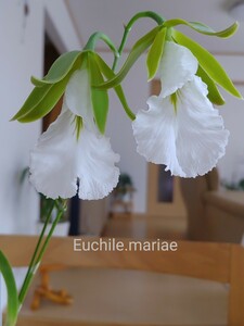 洋蘭 ラン Euchile.mariae