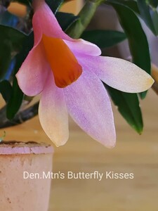 洋蘭 ラン Den.Mtn′s Butterfly Kisses