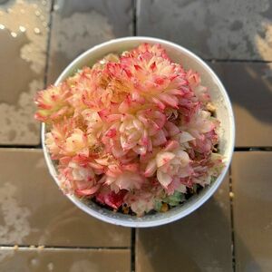 即決価格★農園直売 多肉植物 寄せ植え エケベリア属 紅ほたる（群）　美苗 観葉植物 インテリア　多肉専門VERVE