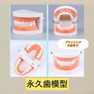 歯の模型 歯磨き 歯医者 歯磨き練習 子供 キッズ 知育玩具 知育 180度開閉
