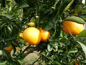 [ Ehime. island. tree becomes is ... middle sphere 11kg]. home use * Takeda fruit tree ...