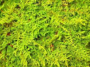 シノブゴケ/忍苔　徳用　Ａ４サイズ　苔玉や吊り忍　盆栽用苔　苔庭に