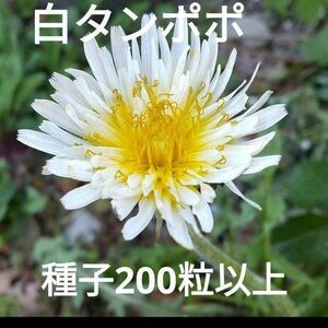 希少　白タンポポ　日本たんぽぽ　取りたて種子200粒以上