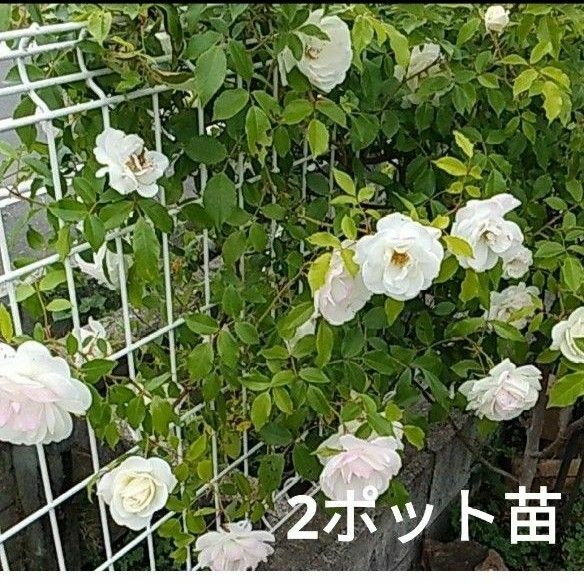 アイスバーグ　透明感のある薔薇　 蕾あり 2ポット苗