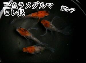 三色ラメヒレ長ダルマめだかの有精卵10個+@(三色体外光、三色ラメ、花魁、紅玉、ヒレ長、リアルロングフィン好きにオススメ) 