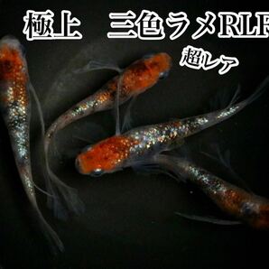 超希少！三色ラメRLFめだかの有精卵15個+@(三色体外光、三色ラメ、花魁、紅玉、LU-04好きにオススメ)の画像1