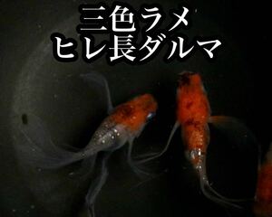 三色ラメヒレ長ダルマめだかの有精卵10個+@(三色体外光、三色ラメ、花魁、紅玉、ヒレ長、リアルロングフィン好きにオススメ) 