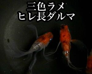 三色ラメヒレ長ダルマめだかの有精卵10個+@(三色体外光、三色ラメ、花魁、紅玉、ヒレ長、リアルロングフィン好きにオススメ) 