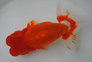 [ blue leaf golgfish ] N1 parent (3 -years old ) autumn goods judgement . higashi . side go in . fish male almost element red 18cm