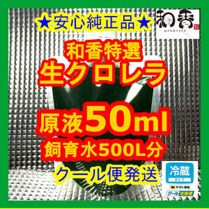 クール便★和香特選生クロレラ50ml★即日発送★ミジンコめだか金魚らんちゅうの餌 針子稚魚の青水作 ワムシゾウリムシ生餌ミドリムシ