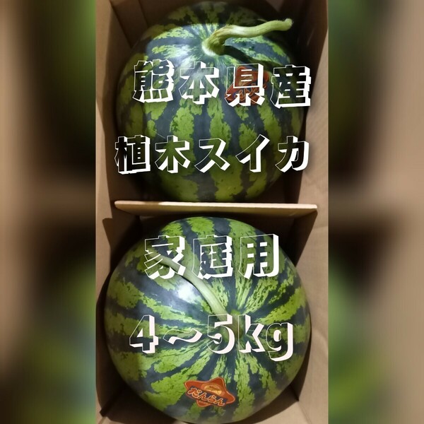 熊本県産植木スイカ　家庭用2玉入り(1玉4～5kg)