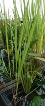 【送料出品者負担】チガヤ1鉢　日本の水辺植物　屋外栽培株　メダカ　池　ビオトープに_画像3