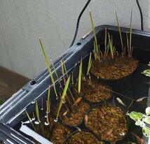 【送料出品者負担】チガヤ1鉢　日本の水辺植物　屋外栽培株　メダカ　池　ビオトープに_画像2