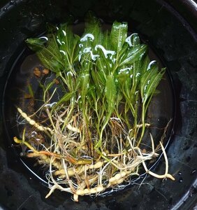 【送料出品者負担・限定出品全４回中3回目】ガシャモク　3株　屋外栽培　日本の希少水生植物　ビオトープに