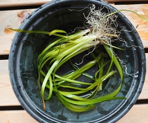 【送料出品者負担】ヒラモ　5株　屋内水槽栽培　日本の希少水生植物