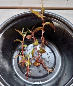 【送料出品者負担】ホソバノウナギツカミ　5株　屋外栽培　水上葉　日本の水生植物　ビオトープに
