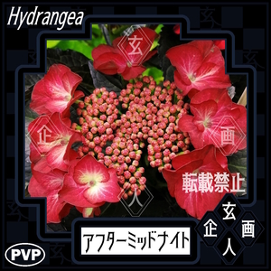 [ after midnight (PVP)|10.5cm long pot seedling ] hydrangea rare super beautiful flower label equipped black light squirrel . leaf . deep .. flower 