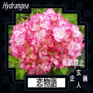 【恋物語／12cm鉢苗】アジサイ 美花 ラベル有り ピンクと白のコントラスト豊かな八重咲き品種