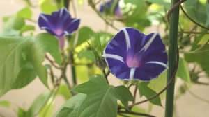 曜白朝顔の種　曜白アサガオのタネ　10粒　(青紫色、花径約7㎝～8㎝)　