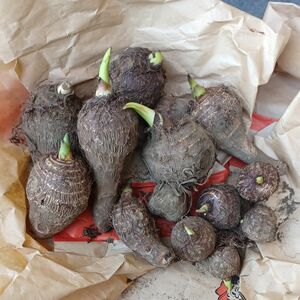 無農薬　種芋　里芋　家庭菜園　約600～700g　サトイモ