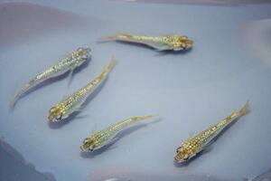 【八城めだか】☆グリーンティアラ☆オス5匹現物出品 若魚 