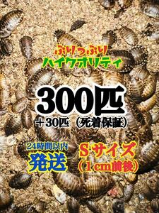 期間限定値下げ！デュビア　Sサイズ　300匹＋30匹　★