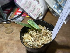 [NM] Antrophyum sp. Xiulin, Hualian タキミシダ 原種 熱帯植物 シダ