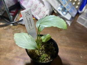 [NMPV] Homalomena sp. West Java ホマロメナ 原種 熱帯植物