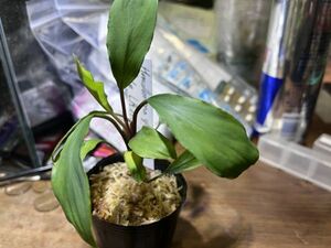 Homalomena cf. hasei Aceh LA1118-03 ホマロメナ 原種 熱帯植物