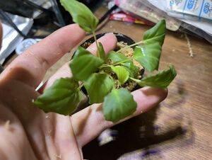 [NMPV] Homalomena sp. S.P.L. Kapias Hulu ホマロメナ 熱帯植物 原種