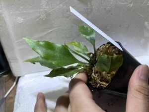 [NM] Asplenium macrophyllum Wiang Pa Pao アスプレニウム シダ 熱帯植物 原種