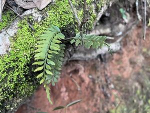 [NM] Asplenium sp. Chiang Mai アスプレニウム シダ 熱帯植物 原種