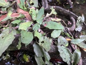 [NM] Crytocoryne vietnamensis クリプトコリネ 熱帯植物 原種 水草
