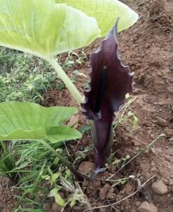 1:[NMPV] Sauromatum giganteum Aba 原種 山野草 熱帯植物 サウロマツム テンナンショウ マムシグサ