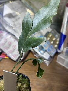 [NM] Asplenium macrophyllum Wiang Pa Pao アスプレニウム シダ 原種 熱帯植物