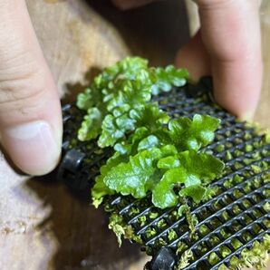 Teratophyllum rotundifoliatum Satun, Thailand テラトフィラム 原種 バードウィングファン 熱帯植物 着生植物 テラリウム パルダリウムの画像1