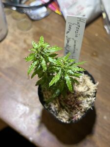 [NM] Huperizia javanica 1000m Jianshi トウゲシバ フペルジア シダ 原種 熱帯植物