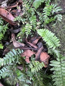 [NM] Hymenasplenium sp. Nam Tra My ホウビシダ シダ 原種 熱帯植物 山野草