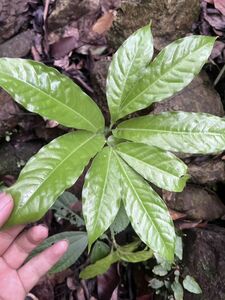 [NM] Amorphophallus sp. Nam Tra My アモルフォファルス コンニャク テンナンショウ 原種 熱帯植物